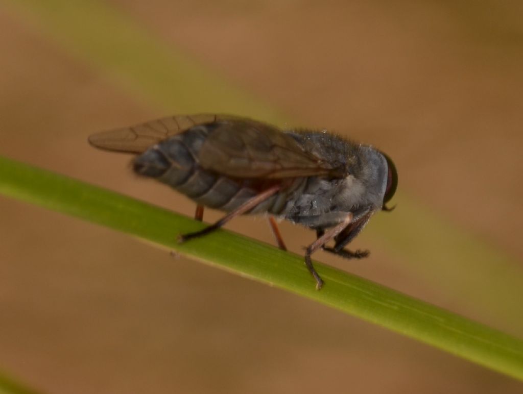 Tabanus cordiger?